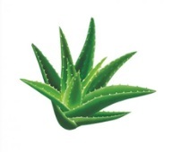 Náhled obrázku artiklu